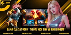 Đá Gà Cựa Sắt 888B - Thi Đấu Kịch Tính Và Kinh Nghiệm