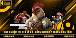 Kinh Nghiệm Soi Kèo Đá Gà - Nâng Cao Chiến Thắng Cùng 888B