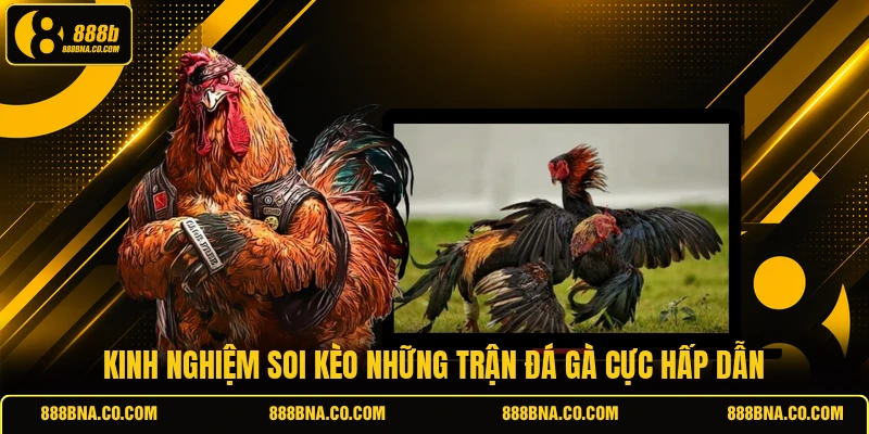 Kinh nghiệm soi kèo những trận đá gà cực hấp dẫn